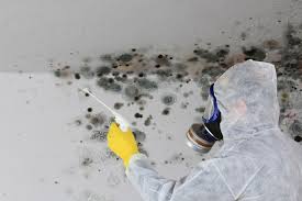 Environmental Consulting for Mold Prevention in Sewalls Point, FL